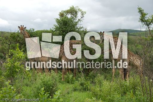 Giraffe (80 von 94).jpg